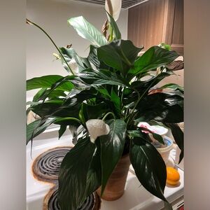 Peace Lily Plant